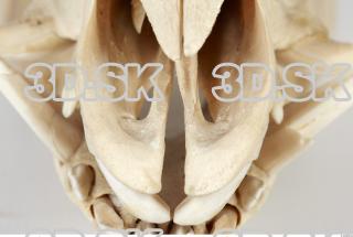 Skull Boar - Sus scrofa 0039